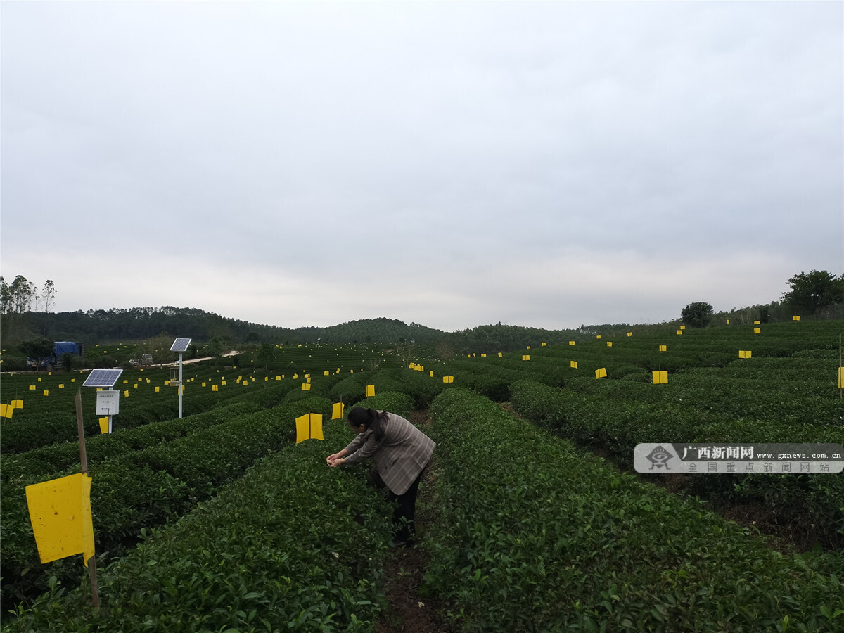 开云全站茶叶学问全解析