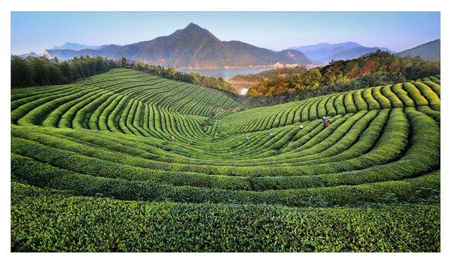 湖北茶叶跨界组团宁波吆喝！两地深度联动煽动“三茶调解”开云全站