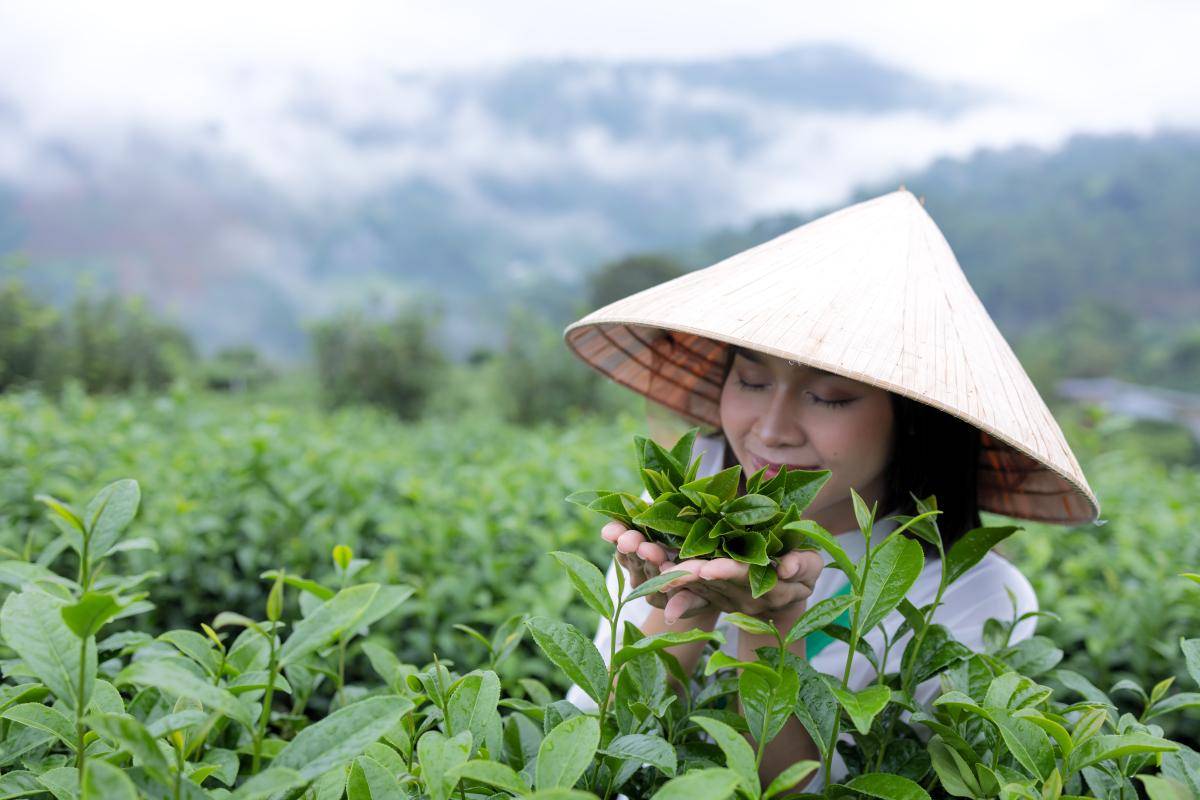 开云全站贵阳茶博会转移当下(图6)