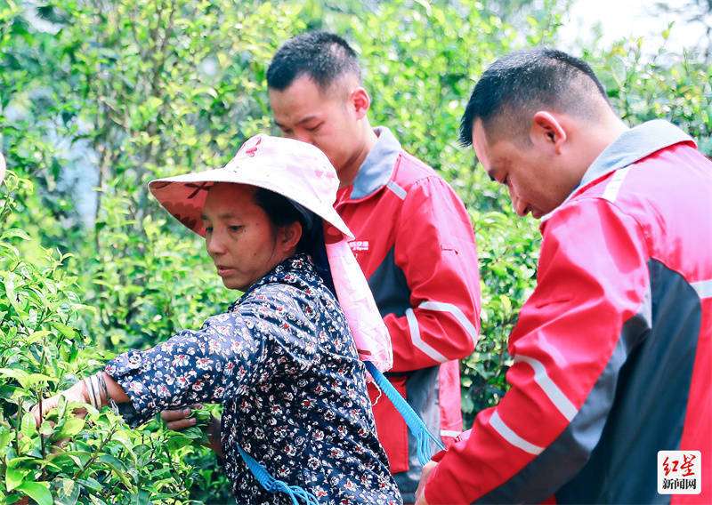 开云全站春季茶饮大数据申诉：企业白领偏心乌龙茶 花果茶是95后心头肉(图1)