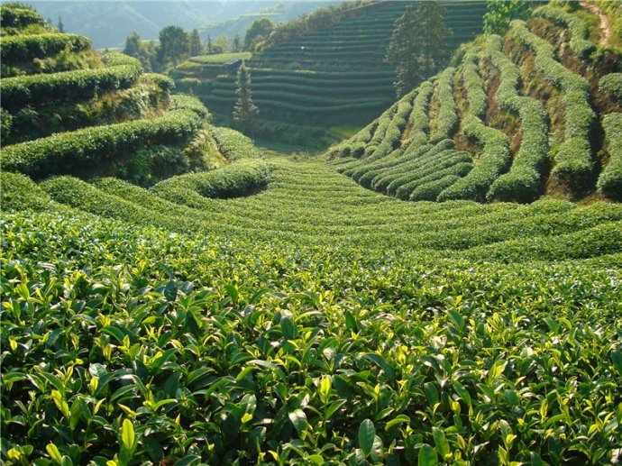 即时：我邦的茶都是哪里？茶的品种有哪些？开云全站