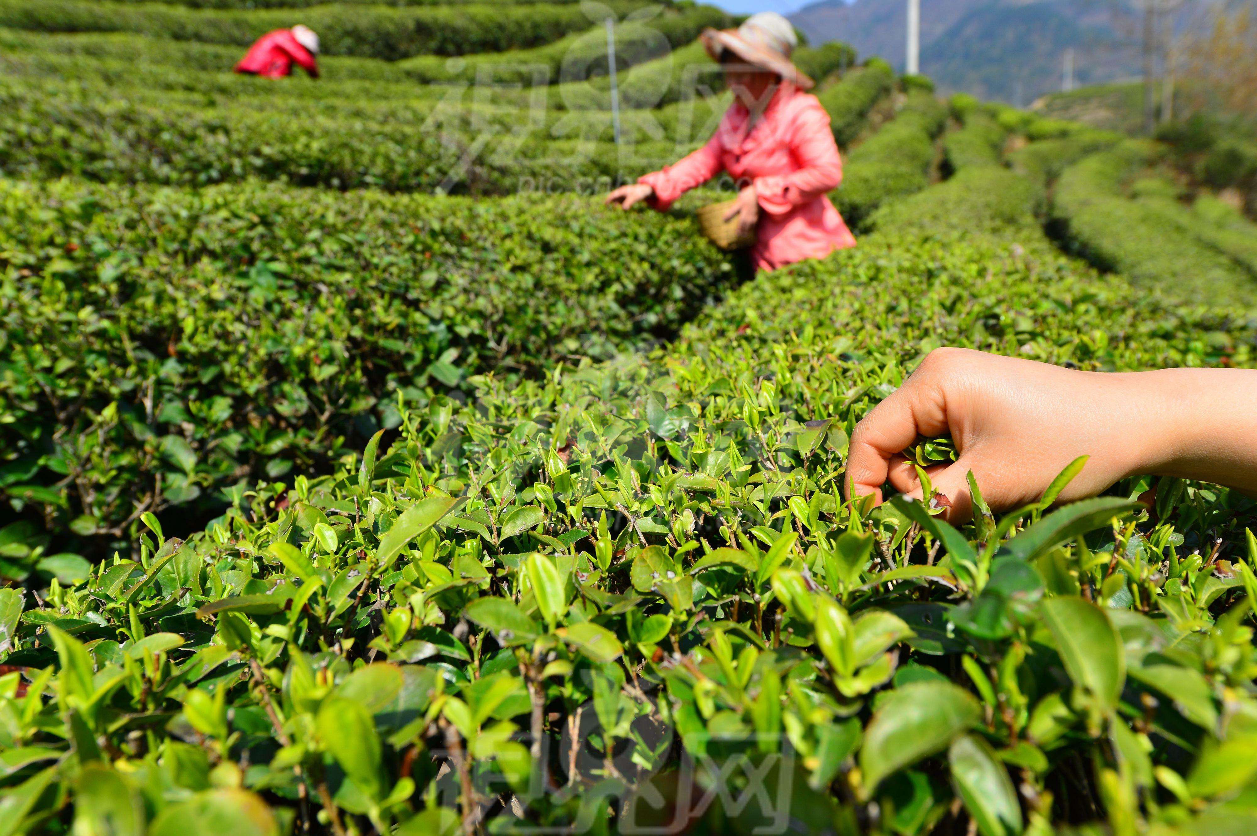 茶叶_中邦网开云全站