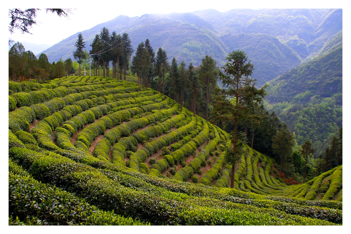 开云全站中邦茶叶的千年行程：从茶马古道到万里茶道