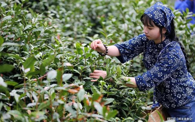 世界哪里的茶叶最好喝？始末评选10个地方很有名有你乡里吗？开云全站(图5)