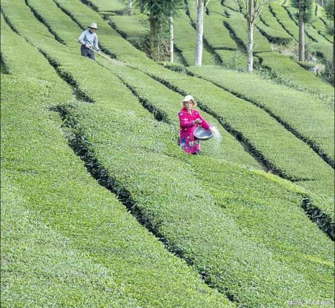 世界哪里的茶叶最好喝？始末评选10个地方很有名有你乡里吗？开云全站(图8)