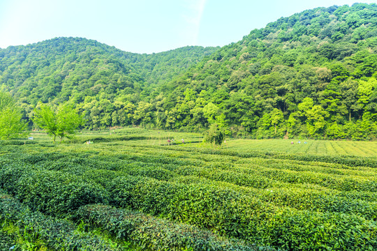 柳城：小开云全站茶叶托起乡下兴盛梦