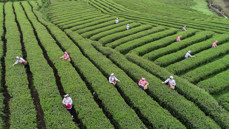 开云全站河南首部茶扞卫律例今起实施信阳毛尖茶获司法护航