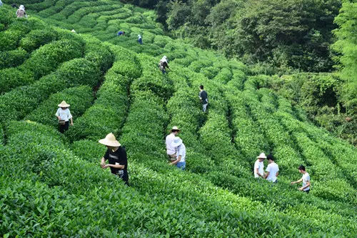 山东一杯香茶业有限公司开云全站