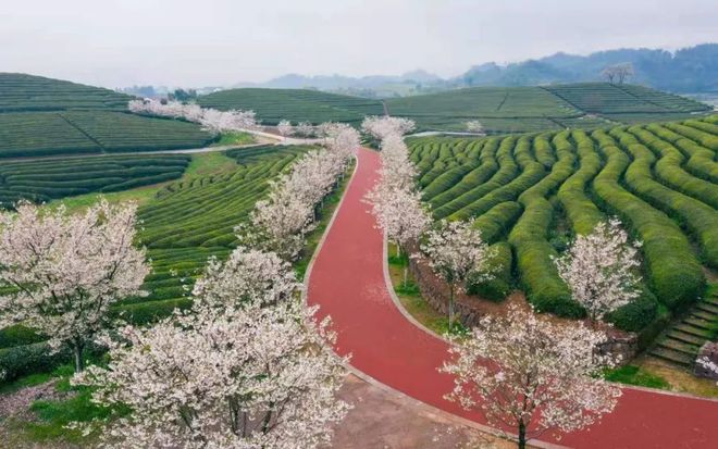 茶史篇 回望中邦茶叶100年（开云全站完美版）(图14)