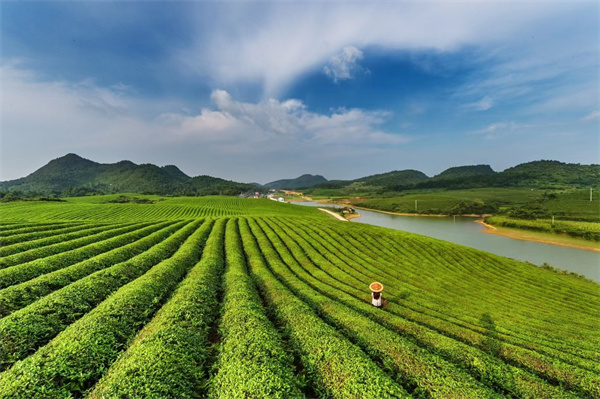 开云全站直播预告茶叶里的中医之道！你适合什么茶？