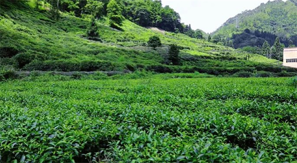 开云全站茶叶飘香村民共富