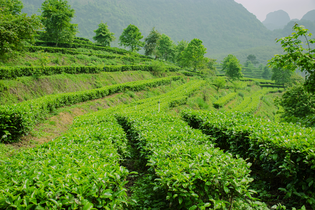 中邦最着名的十开云全站大茶叶