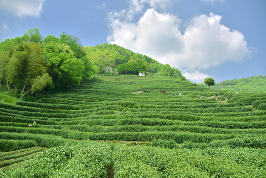 开云全站茶叶有哪些分类？红茶、绿茶、白茶等茶叶差别有哪些功用与影响？｜头脑导图助你看懂茶叶分类+茶叶冲泡攻略+平价好茶举荐