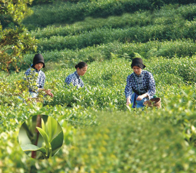 开云全站江苏拟定寰宇首个茶叶碳萍踪标识认证工夫典范(图1)