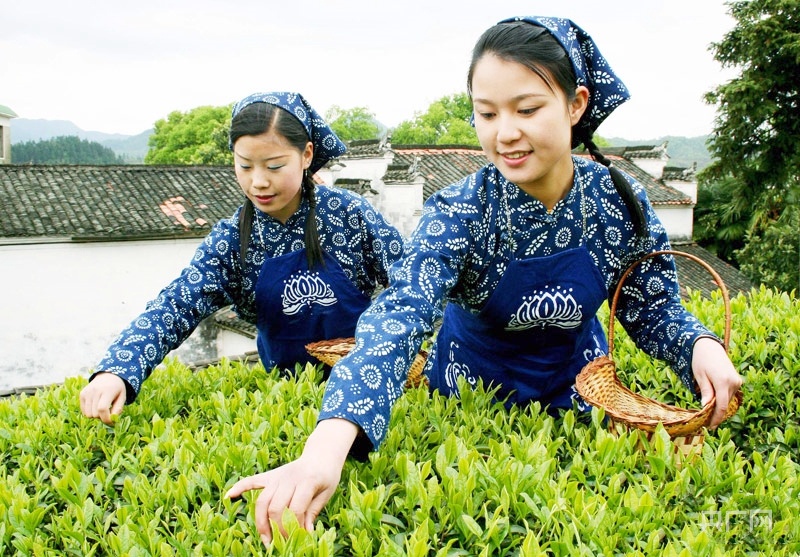 宇宙开创！江西立异出口茶叶种植基地登记开云全站监禁形式(图1)