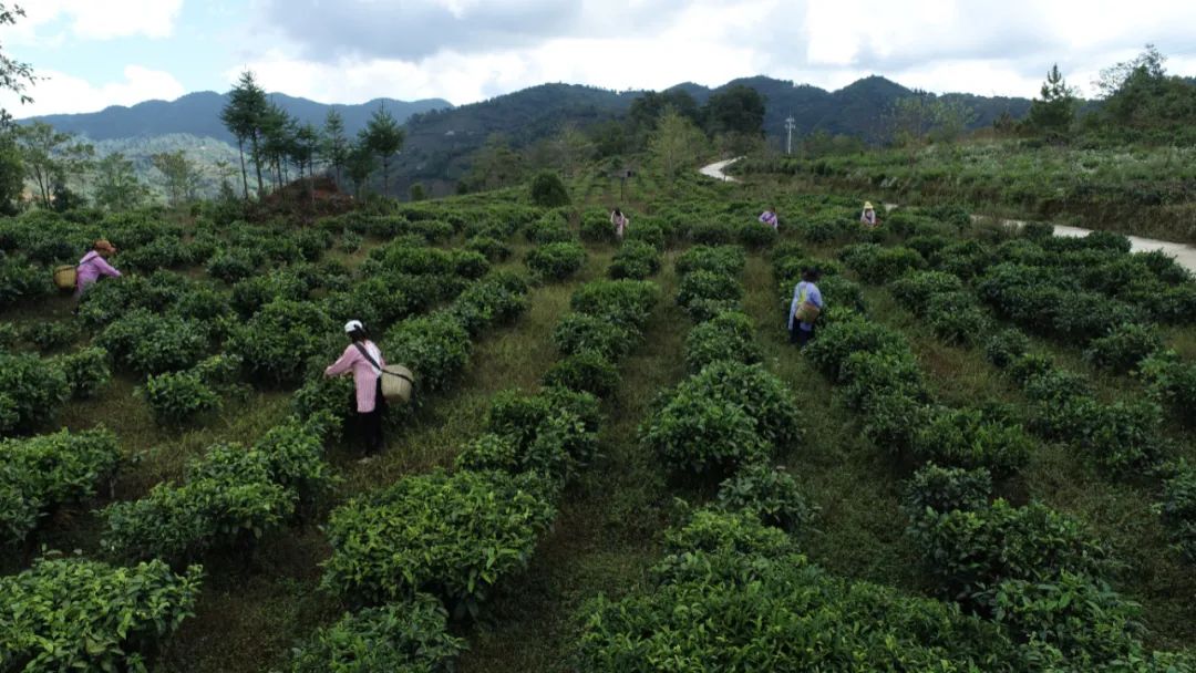 小茶开云全站叶生长大财富