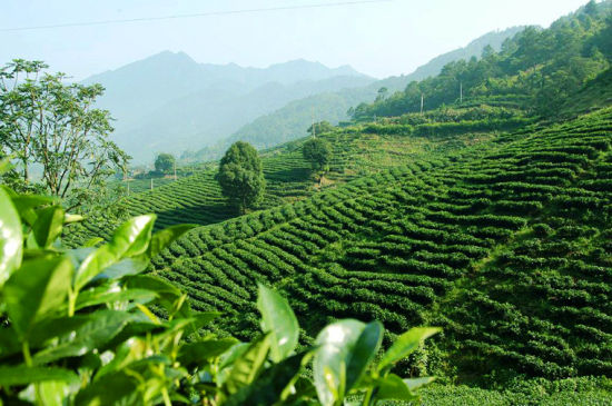 开云全站正在中邦茶叶博物馆看竹间茶事：煎茶、点茶、碾茶