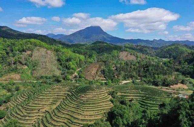 开云全站海南岛的茶叶：一片叶子的地舆传奇(图1)