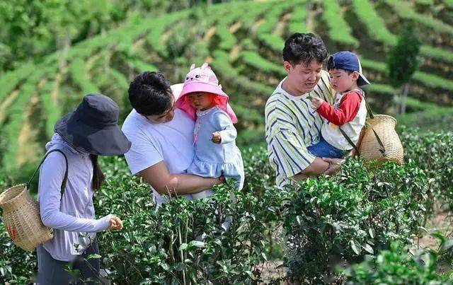 开云全站海南岛的茶叶：一片叶子的地舆传奇(图2)