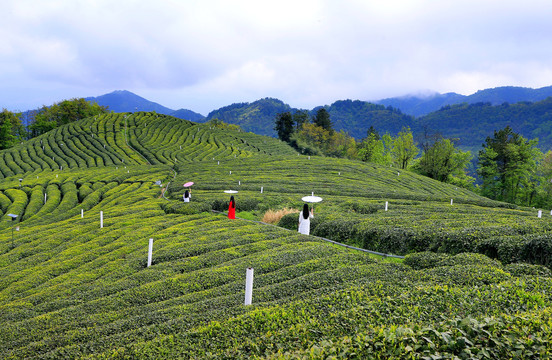 开云全站茶叶基础学问先容