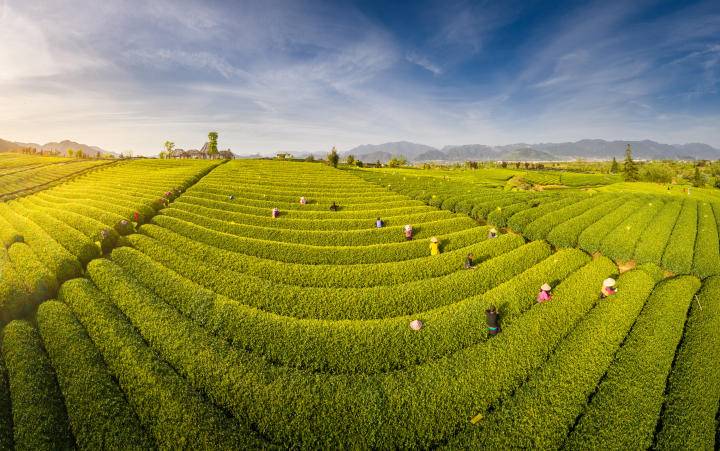 开云全站茶叶专家踏看茶园忙