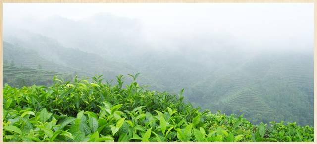 开云全站湖北郧西双掌坪茶叶种植基地应对低温严寒天色无人机喷洒孕育调动剂普及茶叶抗冻才气