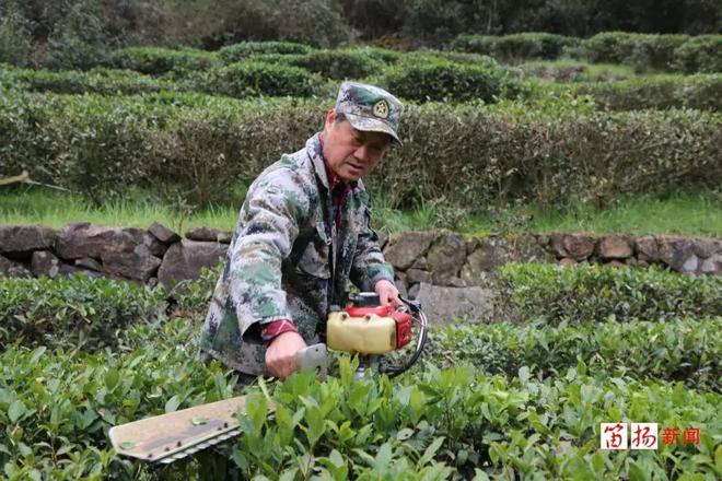 【平水日铸开云全站】人勤春早 “御茶湾”茶叶春剪忙(图1)