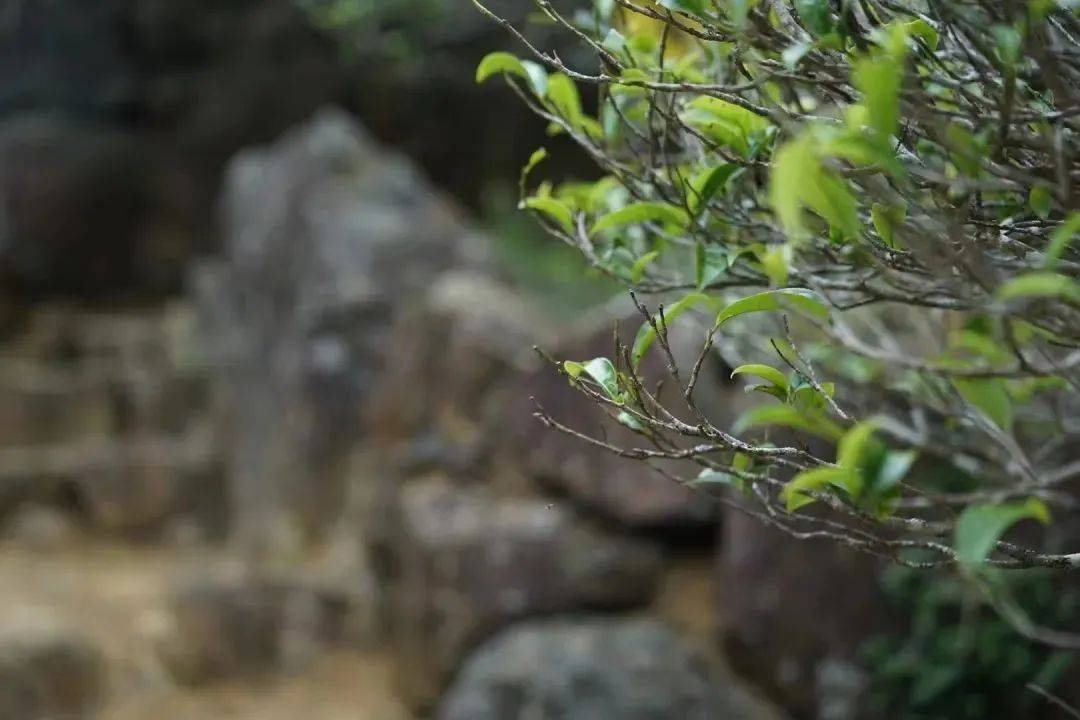 开云全站茶叶心魄的出发点茶人必知的茶树常识(图2)