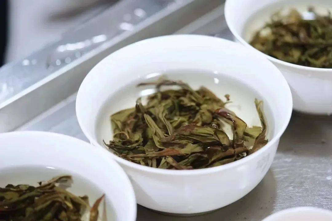 开云全站茶叶心魄的出发点茶人必知的茶树常识(图4)