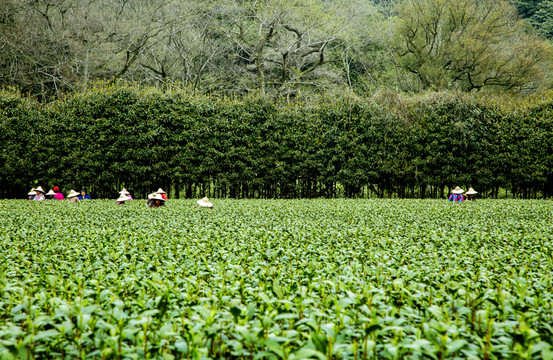 开云全站纳溪特早茶引颈新春茶香——四川省第十一届茶叶开采行径周启动