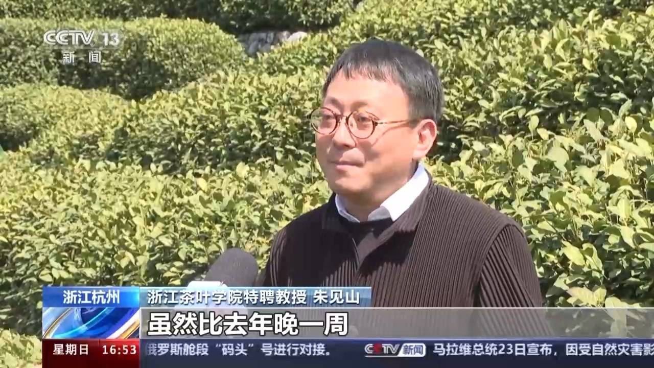 开云全站春暖茶香 世界众个茶叶主产区进入采摘期(图1)