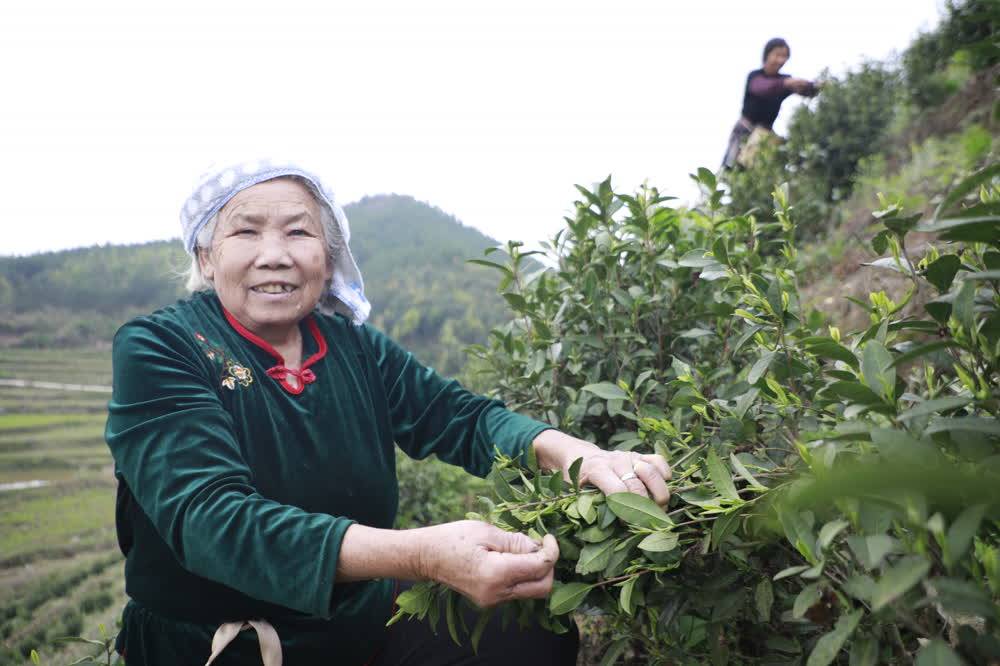 开云全站新田：春茶吐新芽 采摘正当时(图1)