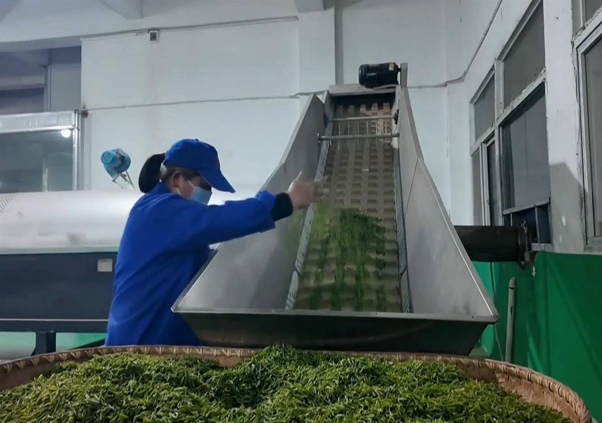 好茶不怕晚 质优价更高开云全站 大悟30万亩茶园联贯开采(图1)