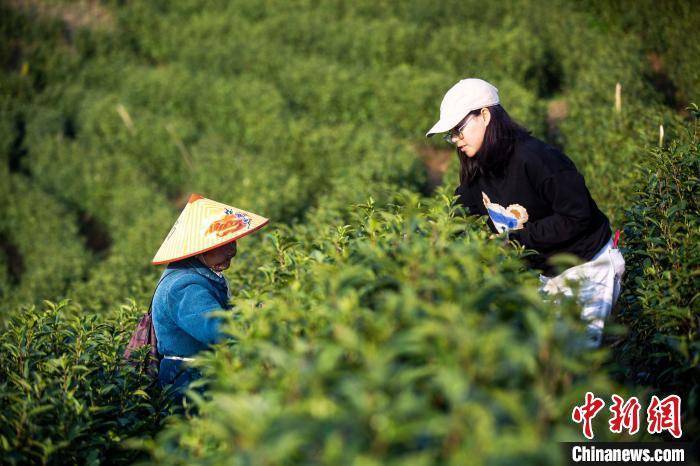 茶叶开云全站主产区江西“一片茶”奈何出海“破圈”？(图2)